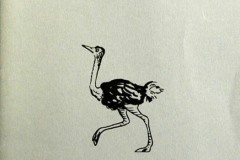 Lezio-straussvogel-2