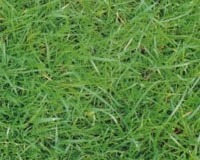 Samleren_Dinamarca-4